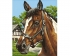 Schipper Лошадь (9240381)