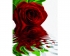Schipper Красная роза (9130521)