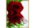 Schipper Красная роза (9130521)